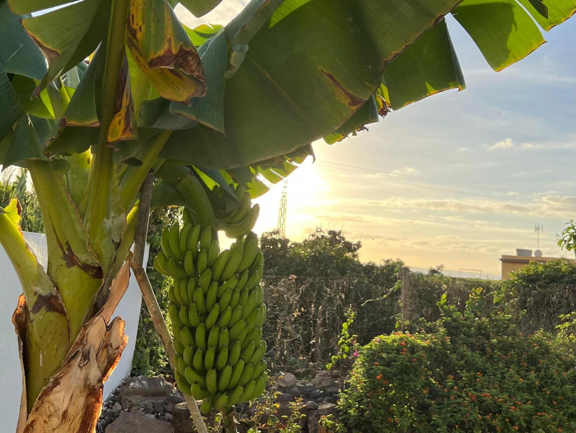 Un Paraiso En Tenerife Villa Punta Del Hidalgo Bagian luar foto